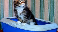 Как приучить котенка к лотку