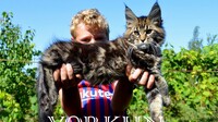 Стоит ли заводить котенка. Все за и против