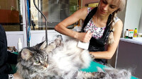 Уход за кошкой