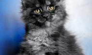 Bastet (Бастет) Опция