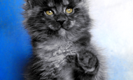 Bastet (Бастет) Опция