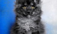 Bastet (Бастет) Опция