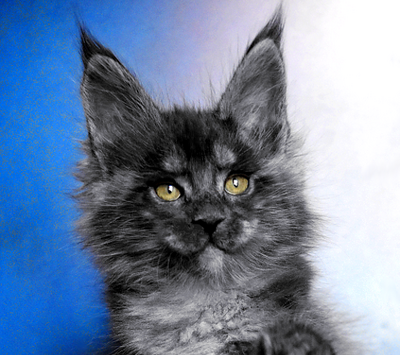 Bastet (Бастет) Опция