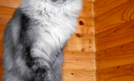 Guttiera Vorkun