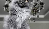 Sir Thomas (Сэр Томас) Опция