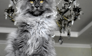 Sir Thomas (Сэр Томас) Опция