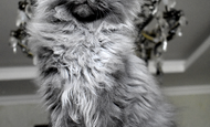 Sir Thomas (Сэр Томас) Опция