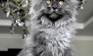 Sir Thomas (Сэр Томас) Опция