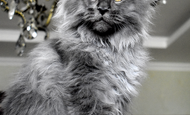Sir Thomas (Сэр Томас) Опция