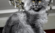 Sir Thomas (Сэр Томас) Опция