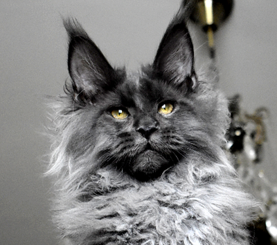 Sir Thomas (Сэр Томас) Опция