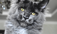 Sparky (Спарки) Продан Чукотский АО, г Билибино