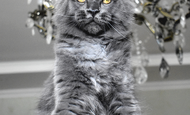 Sparky (Спарки) Продан Чукотский АО, г Билибино