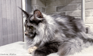 Alelia (Алелия) Опция
