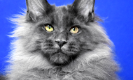 Sir Thomas (Сэр Томас) Опция