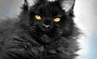 XO (Иксо) Остался в питомнике