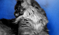 Blaze (Блейз) Опция