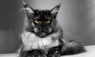 Hecuba (Гекуба) Опция