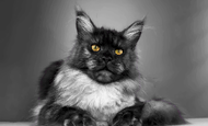 Hecuba (Гекуба) Опция