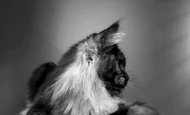 Hecuba (Гекуба) Опция