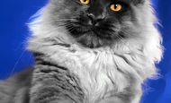Vito (Вито) Опция
