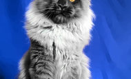 Vito (Вито) Опция