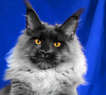 Vito (Вито) Опция