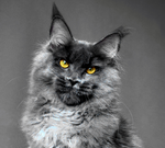 Lavender (Лаванда) Опция
