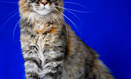 Cinnamon (Корица) Свободна