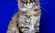 Cinnamon (Корица) Свободна