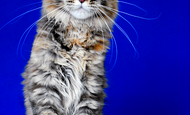 Cinnamon (Корица) Свободна