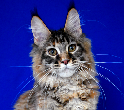 Cinnamon (Корица) Свободна