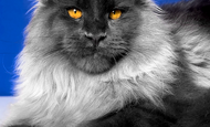 Jadeite (Жадеита) Опция