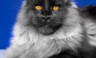 Jadeite (Жадеита) Опция
