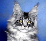 Klaus (Клаус) Продан Тула