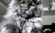 Sir Thomas (Сэр Томас) Опция