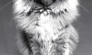 Valentino(Валентино) Опция