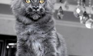 Sparky (Спарки) Продан Чукотский АО, г Билибино