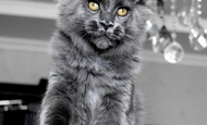 Sparky (Спарки) Продан Чукотский АО, г Билибино