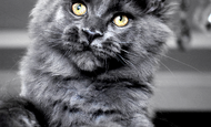 Sparky (Спарки) Продан Чукотский АО, г Билибино