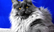 Irmika (Ирмика) Опция