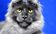 Melvin (Мэлвин) Продан США