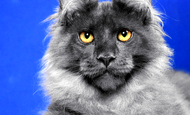 Melvin (Мэлвин) Продан США