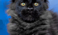 Z'Bagheera (Багира) Свободна