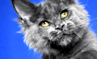 Sparky (Спарки) Продан Чукотский АО, г Билибино