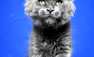 Sparky (Спарки) Продан Чукотский АО, г Билибино