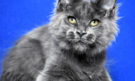 Sparky (Спарки) Продан Чукотский АО, г Билибино