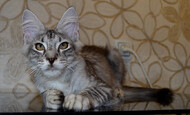 CH.Нottabych Akella Leader of Vorkun