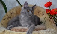 Отзыв майн кун Александрина