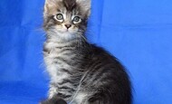 Leon (Продан Липецк)